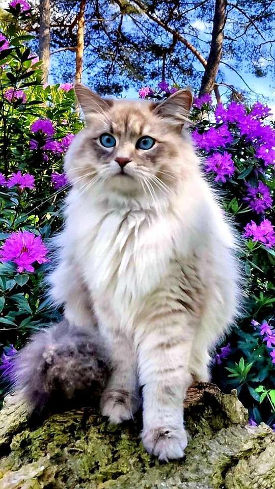 Kot angora o pięknych niebieskich oczach puzzle online