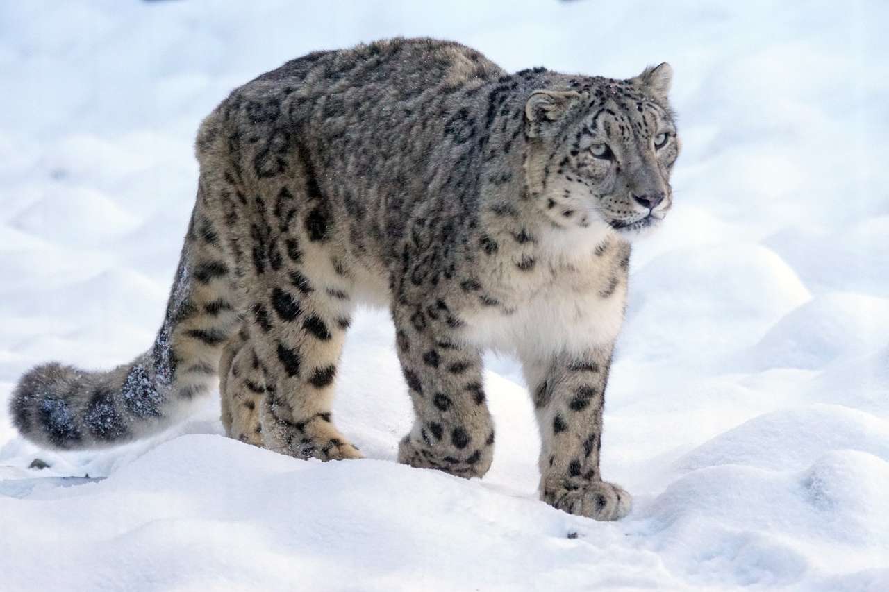 leopard na śniegu puzzle online