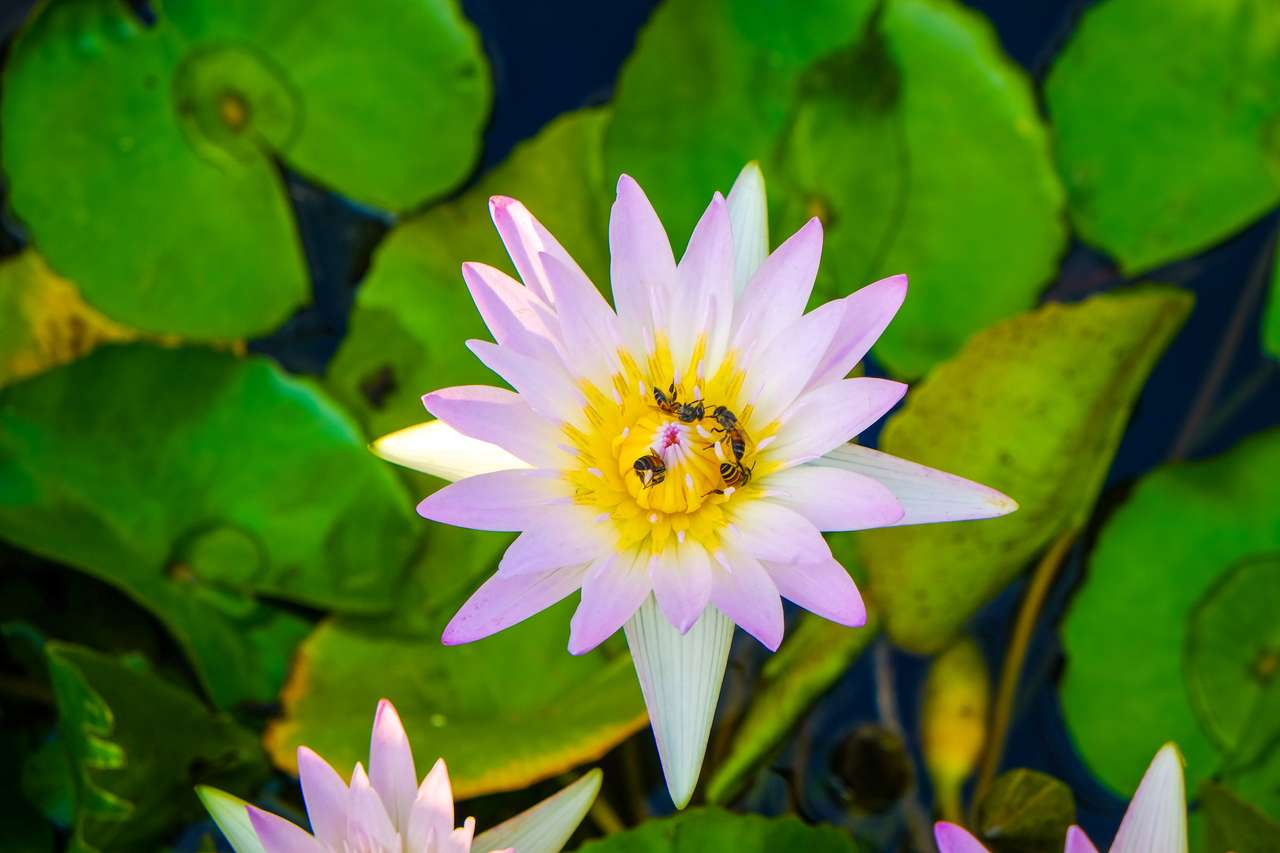 lirio de agua en el parque del estanque, flor de loto rompecabezas
