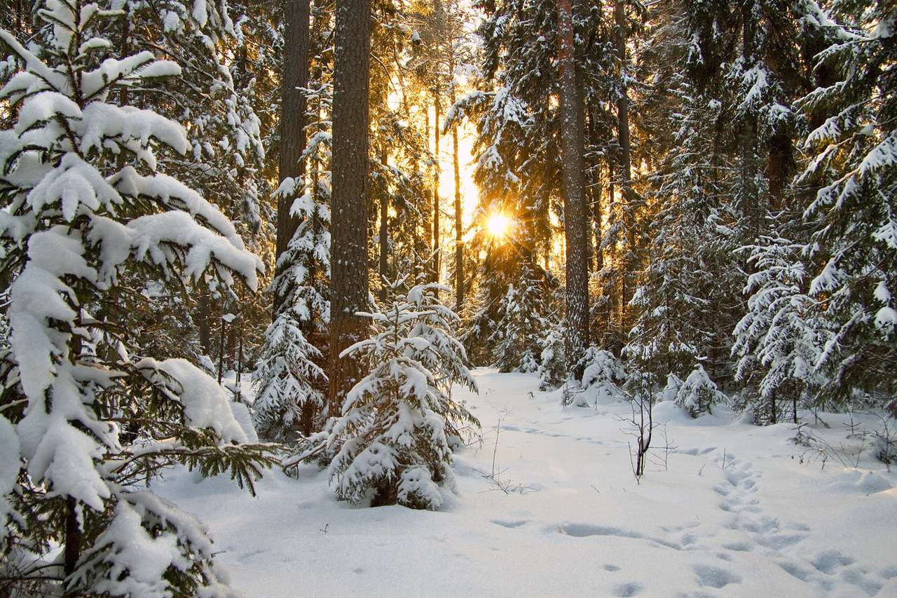 zima w lesie puzzle online