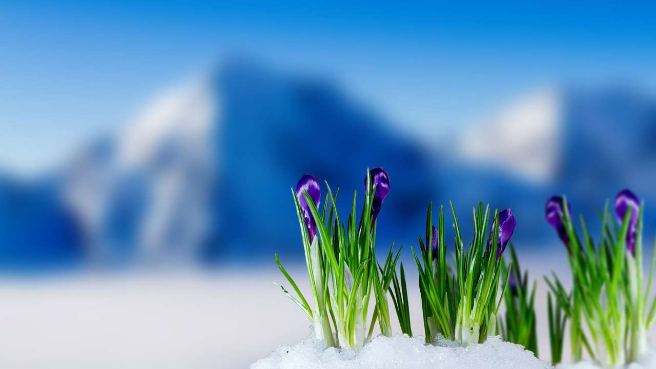 Piękne pąki wydobywające się ze śniegu puzzle online