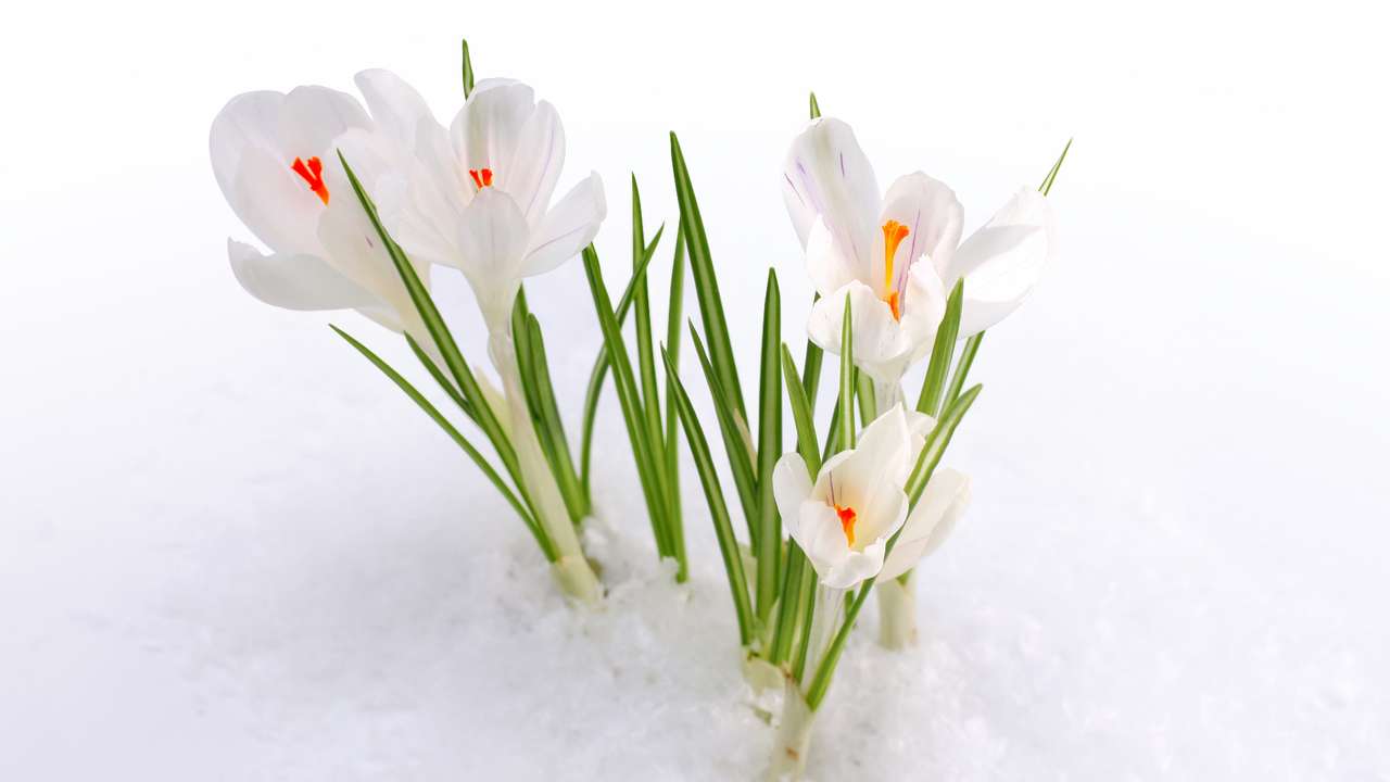 Piękne pąki wyłaniające się ze śniegu puzzle online