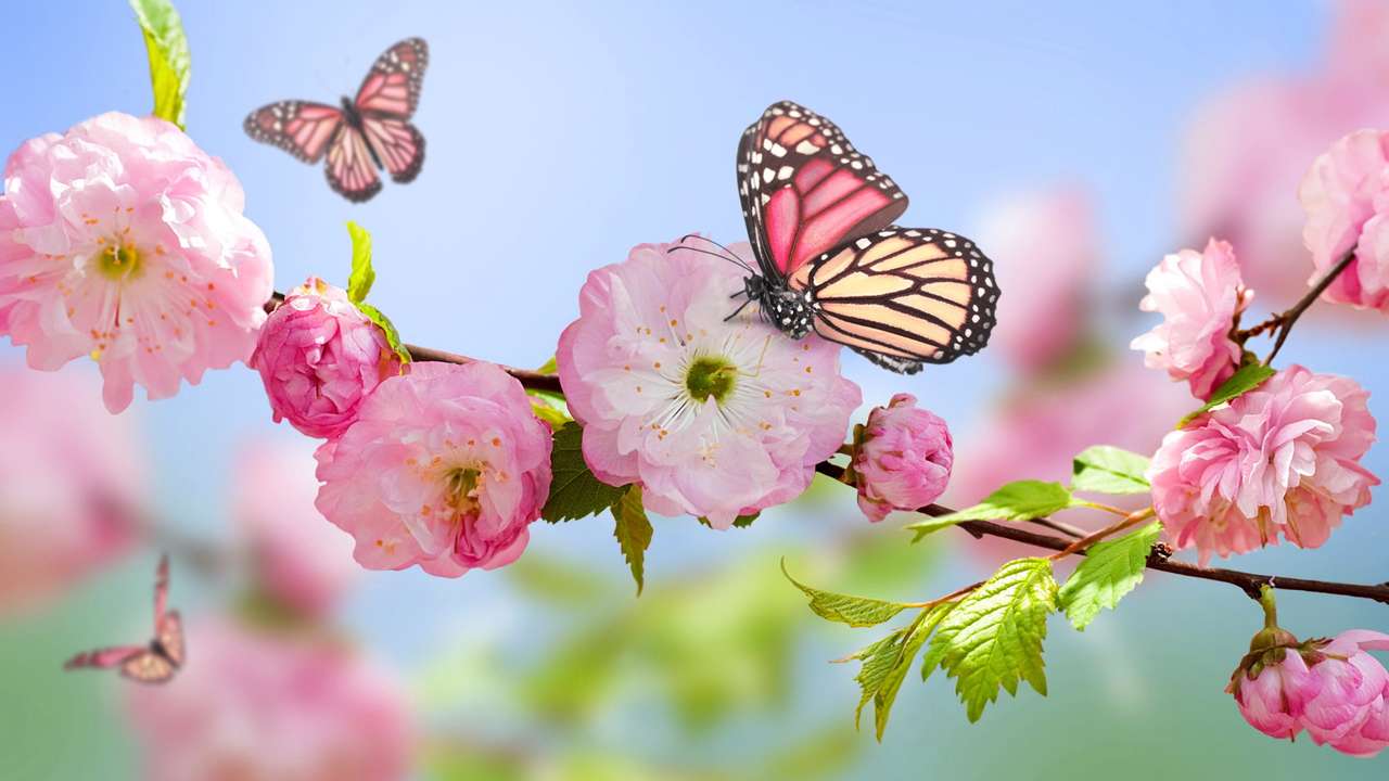 Piękne motyle na różowych kwiatach puzzle online