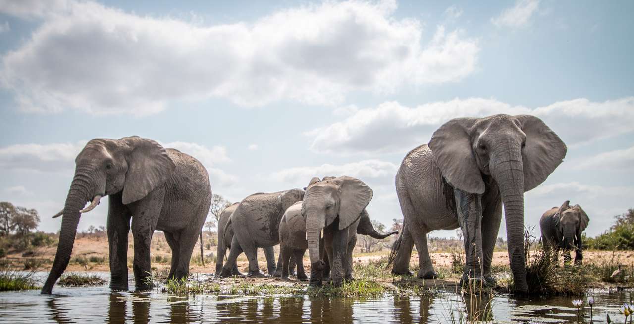 Słonie w Parku Narodowym Krugera puzzle online
