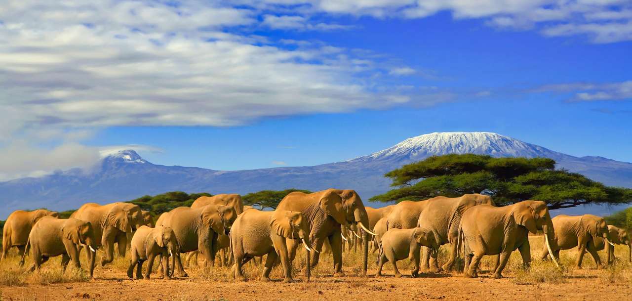 słonie afrykańskie puzzle online