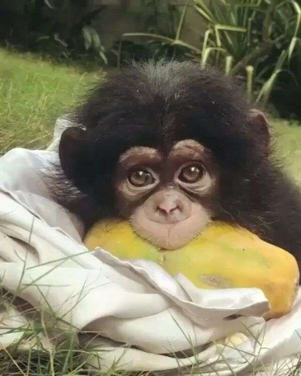 Piękna mała małpa je papaja puzzle online