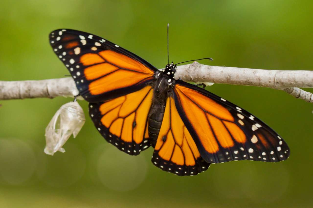 Monarch Butterfly puzzle online