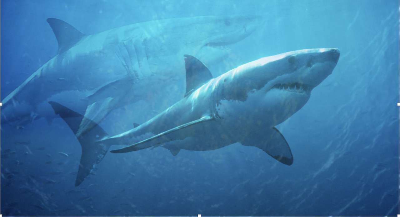 Rekin pływa z Shark puzzle online