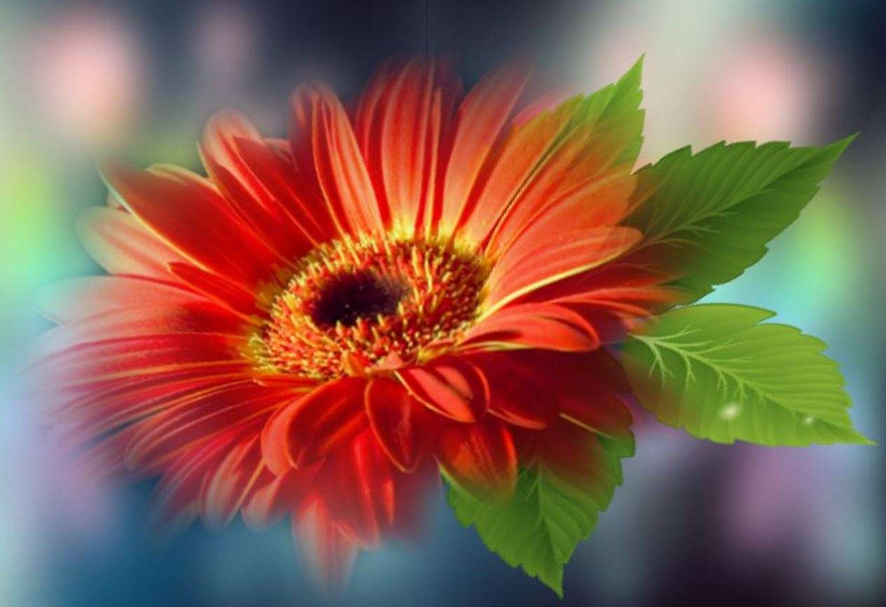 Gerbera piękny kwiat puzzle online