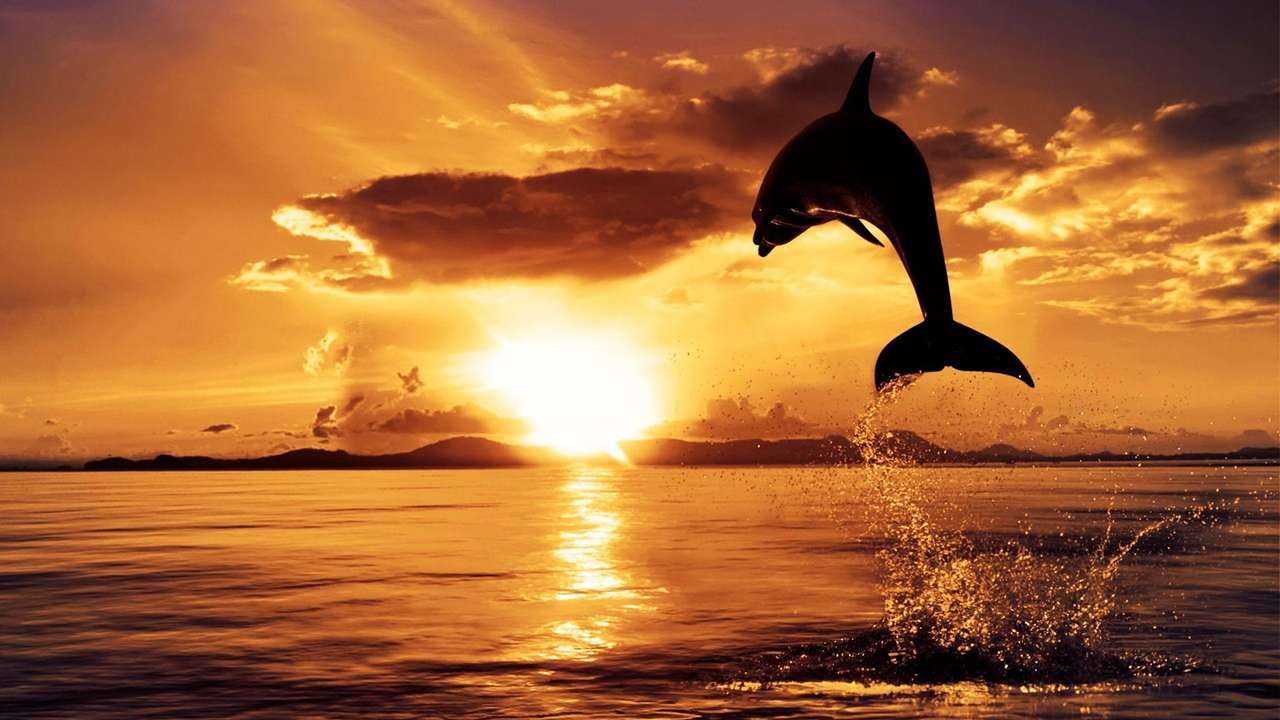 delfin o zachodzie słońca puzzle online