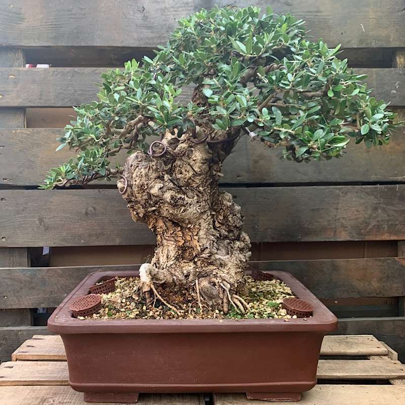 BONSAI puzzle online