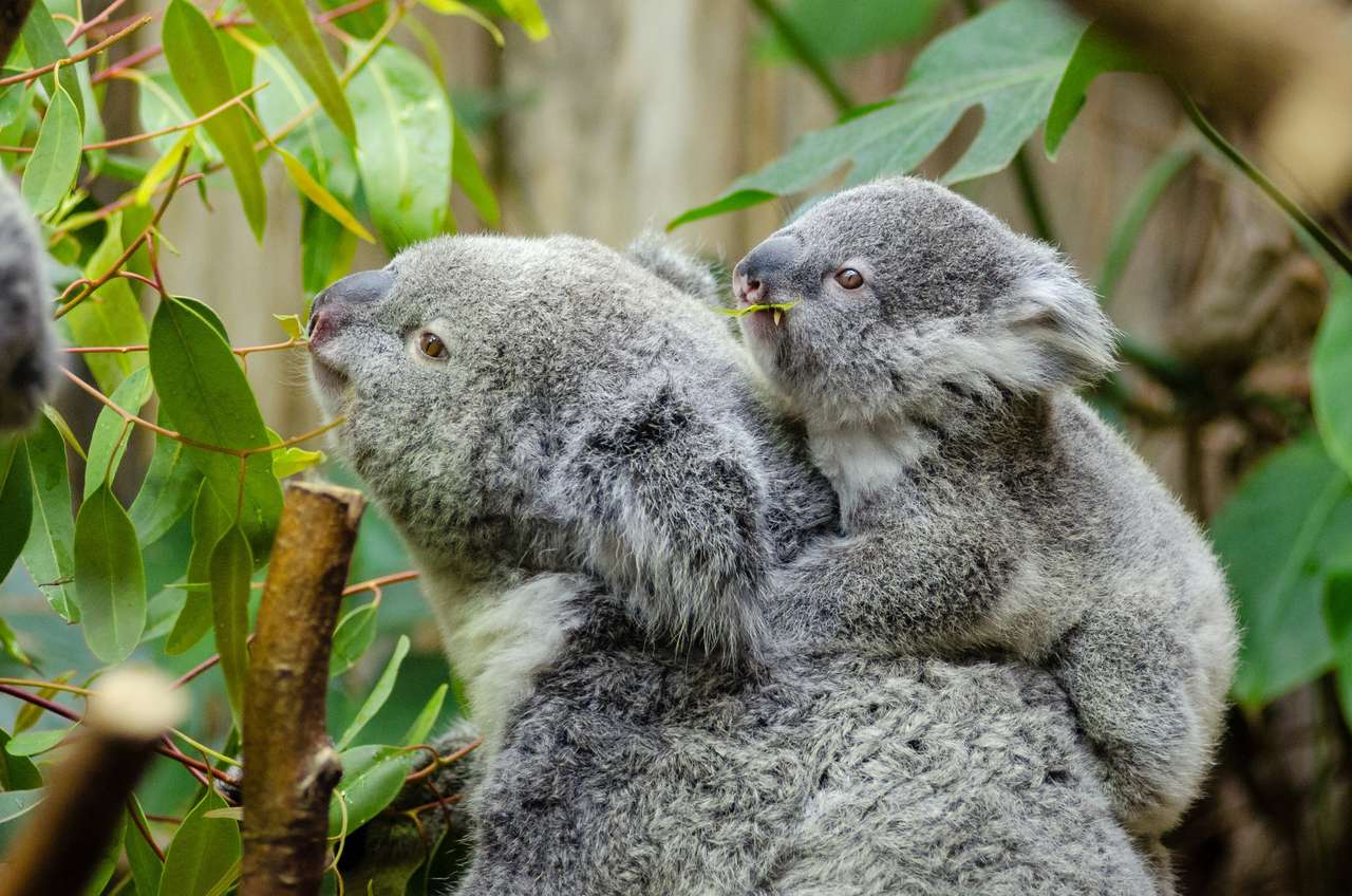 koala ze swoją mamą puzzle online