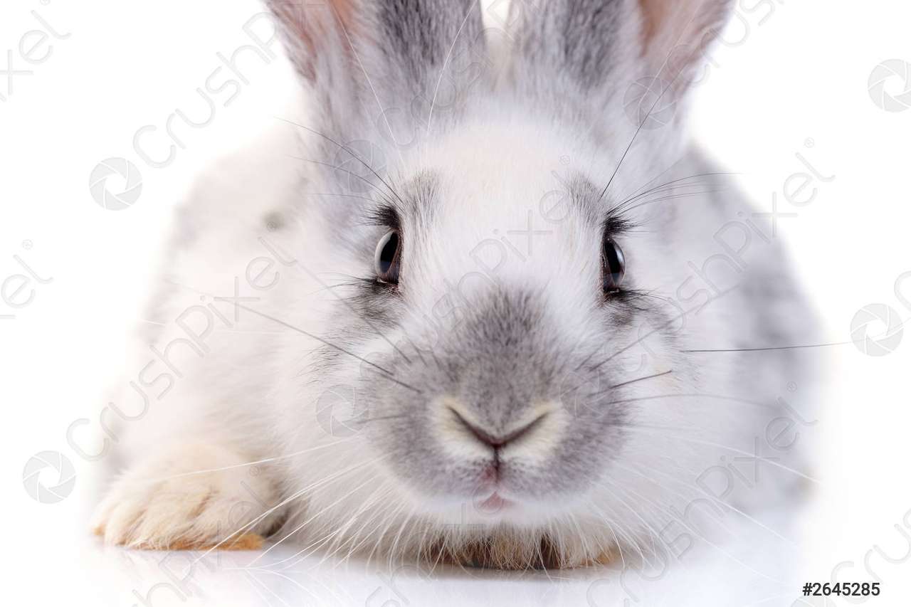 Sympatyczny i piękny przytulankowy królik. puzzle online