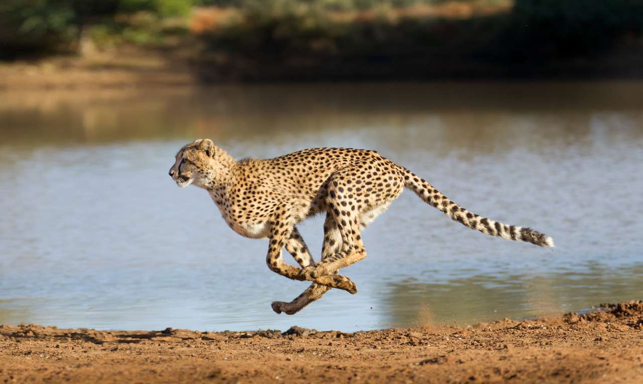 Biegnący gepard puzzle online