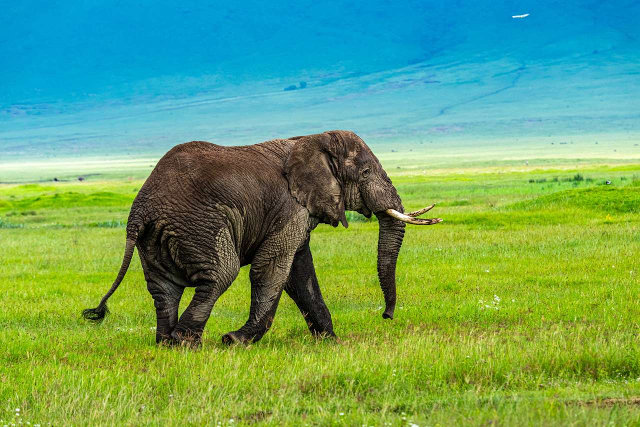 Dziki słoń afrykański puzzle online