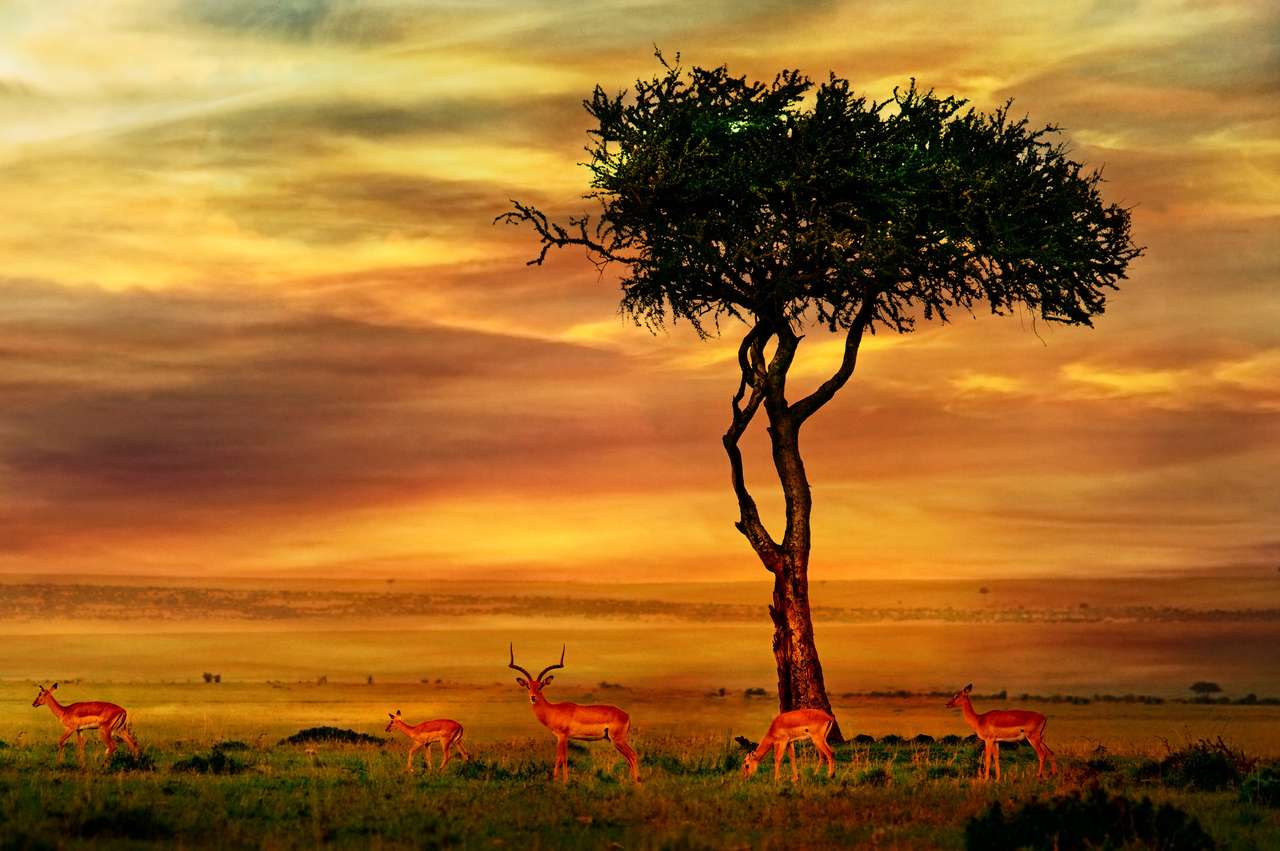 afrykański impala puzzle online