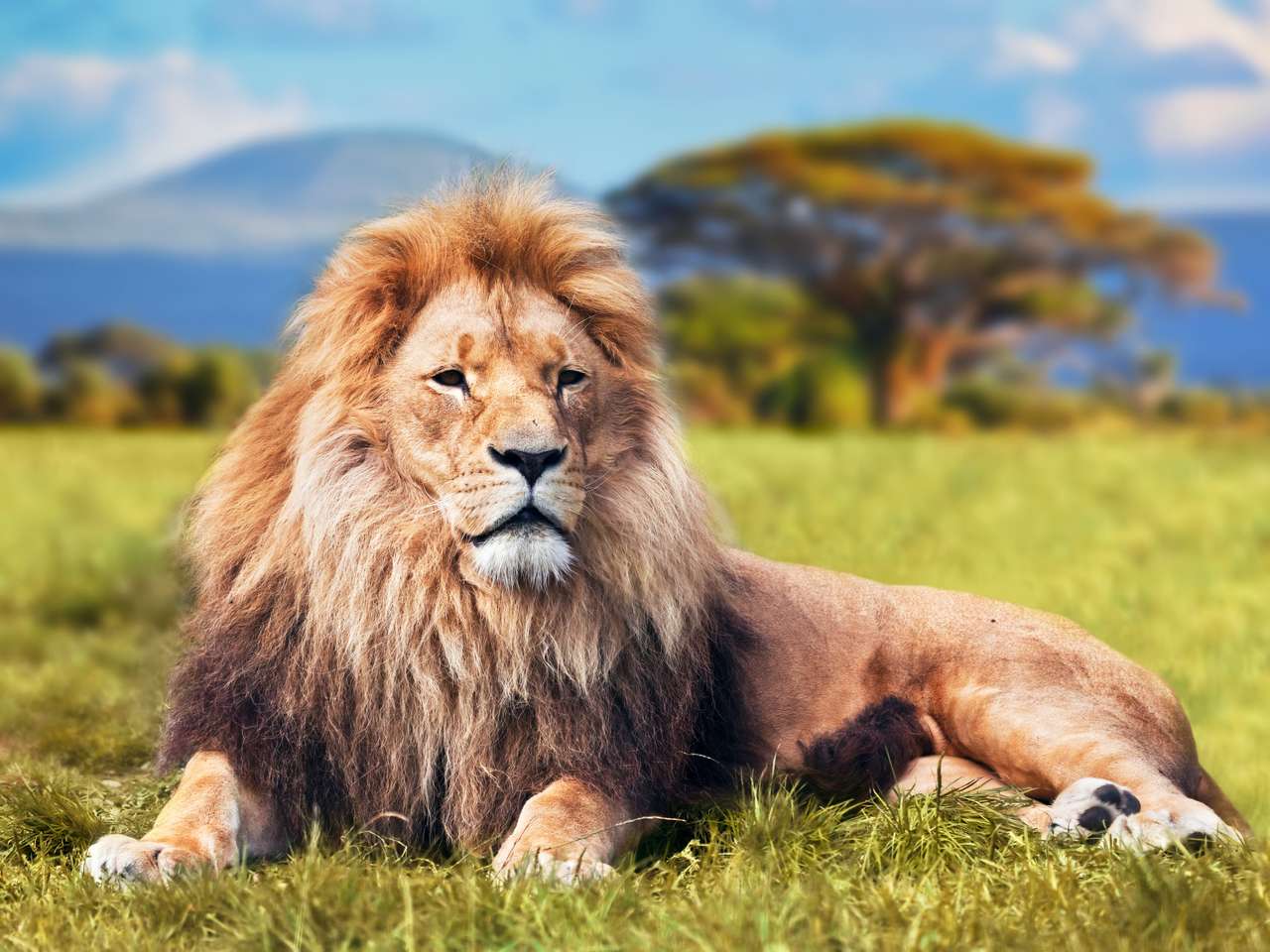 Wielki lew leżący na trawie puzzle online