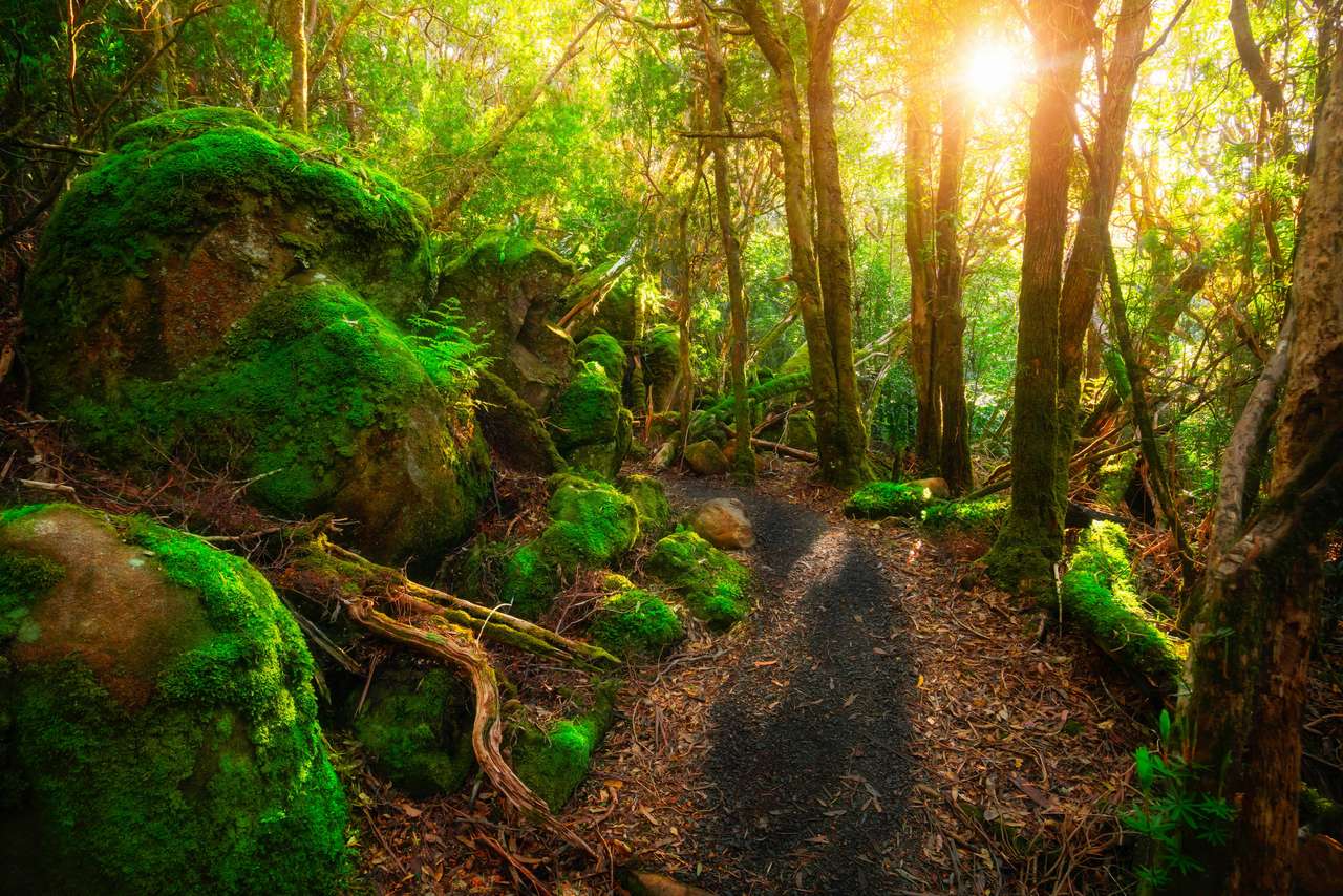 bujna tropikalna dżungla lasów deszczowych na Tasmanii puzzle online