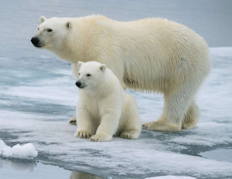 Niedźwiedź polarny puzzle online