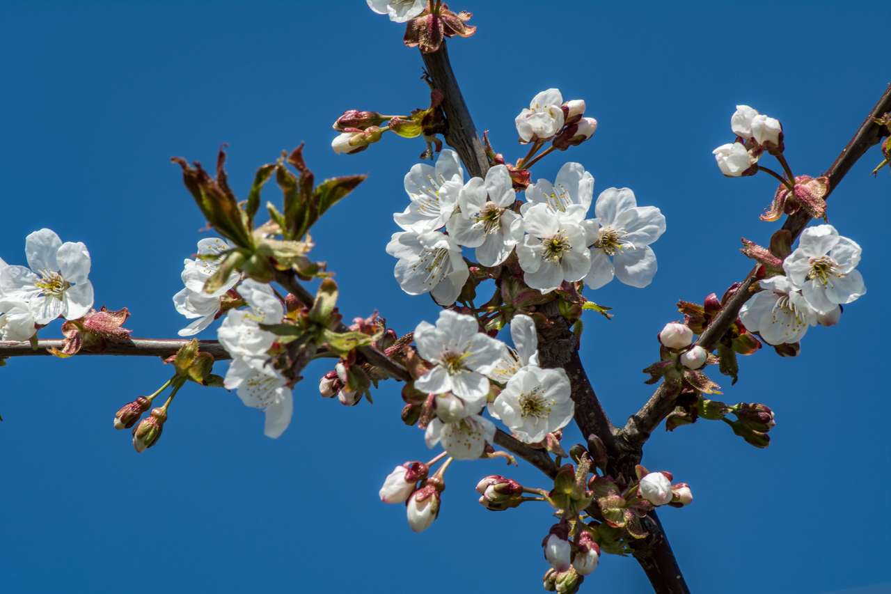 kwiat wiśni lub jabłoni puzzle online
