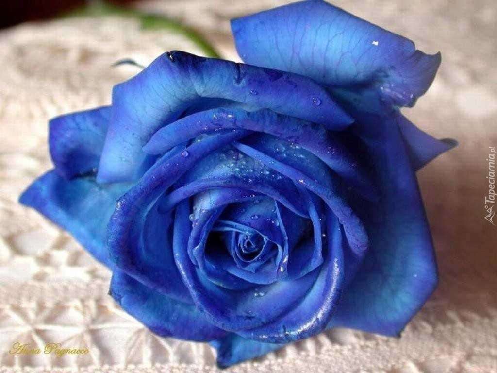 Niebieska róża puzzle online