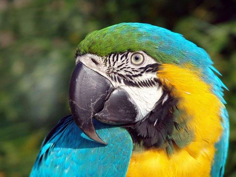 Kolorowa papuga Ara puzzle online