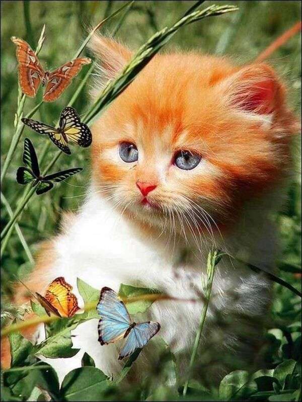 Kotek piękne oczy obserwujące motyle puzzle online