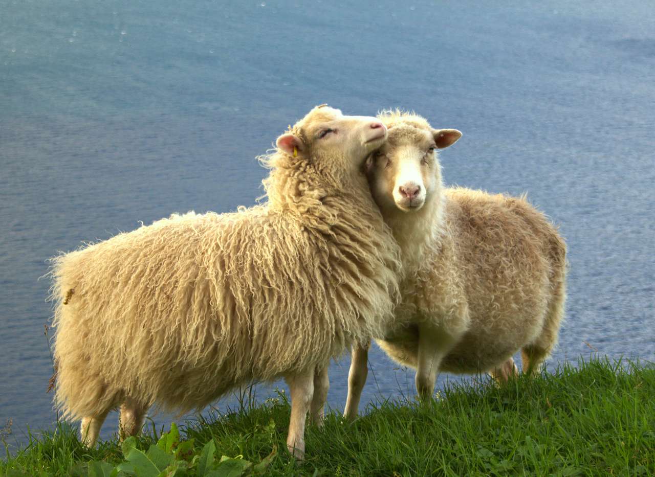 Dzikie owce na Wyspach Owczych puzzle online