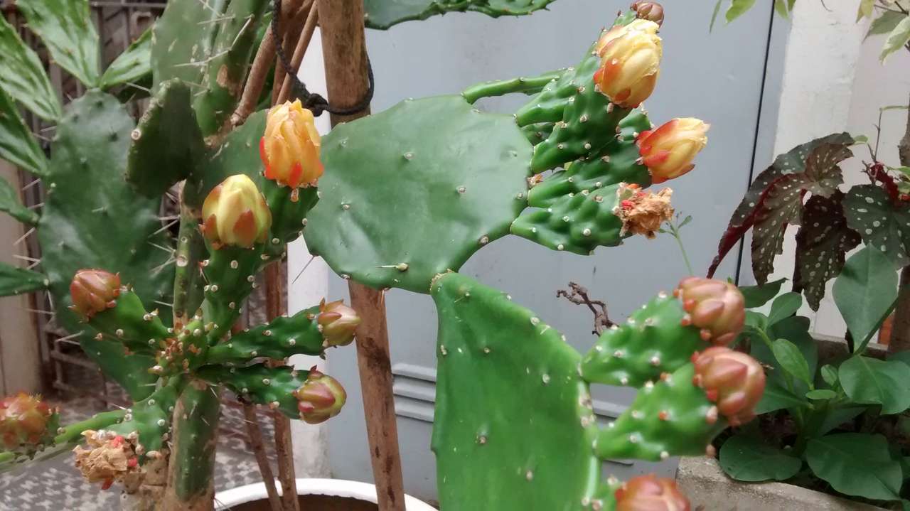 kaktusy w rozkwicie puzzle online