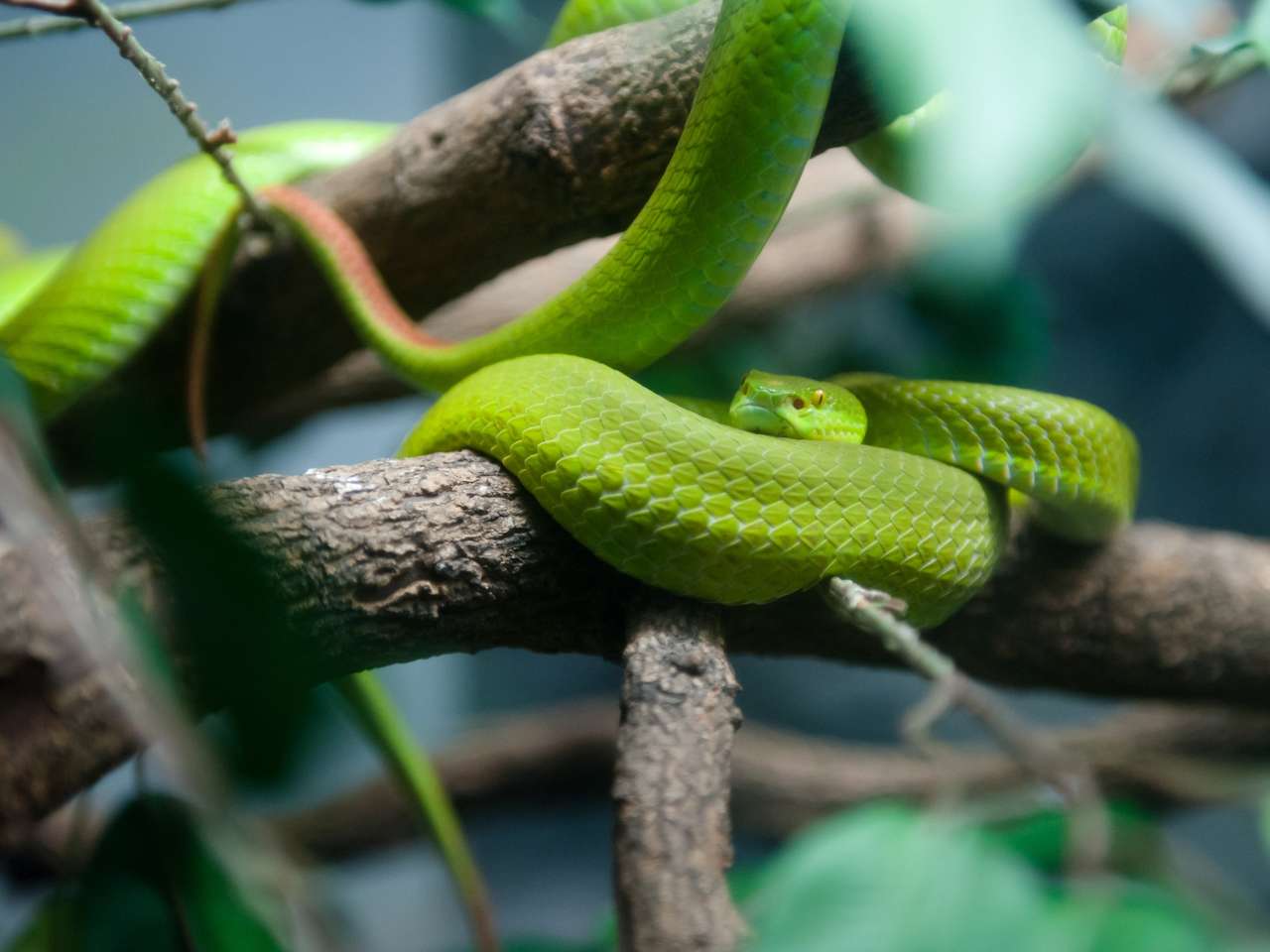 Zielony wąż puzzle online