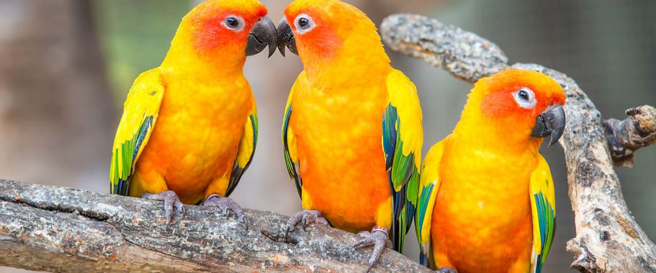 papugi siedzące na gałęzi puzzle online