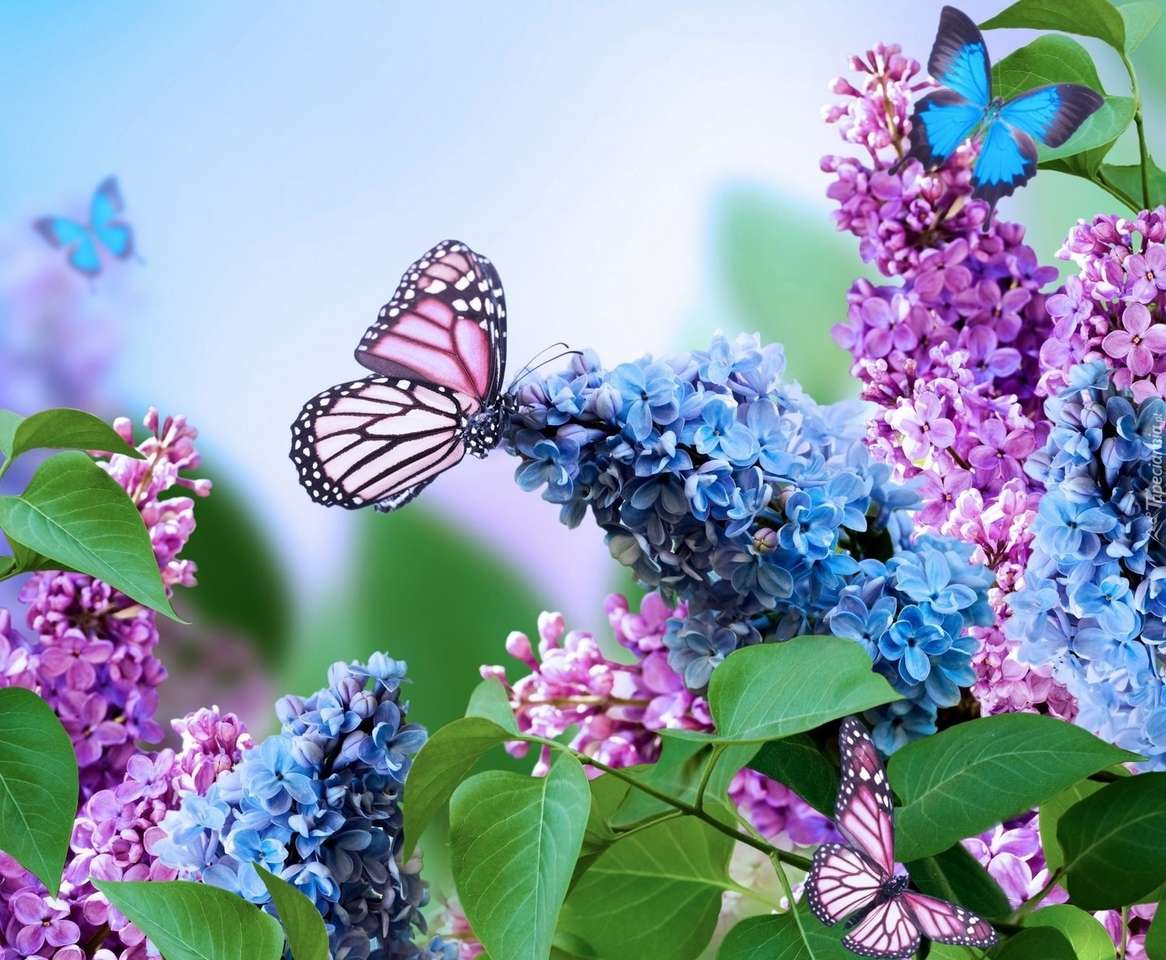 motyle i kwiaty puzzle online
