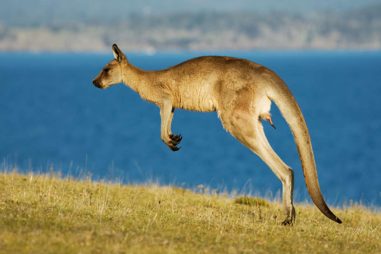 Dziki kangur skaczący puzzle online