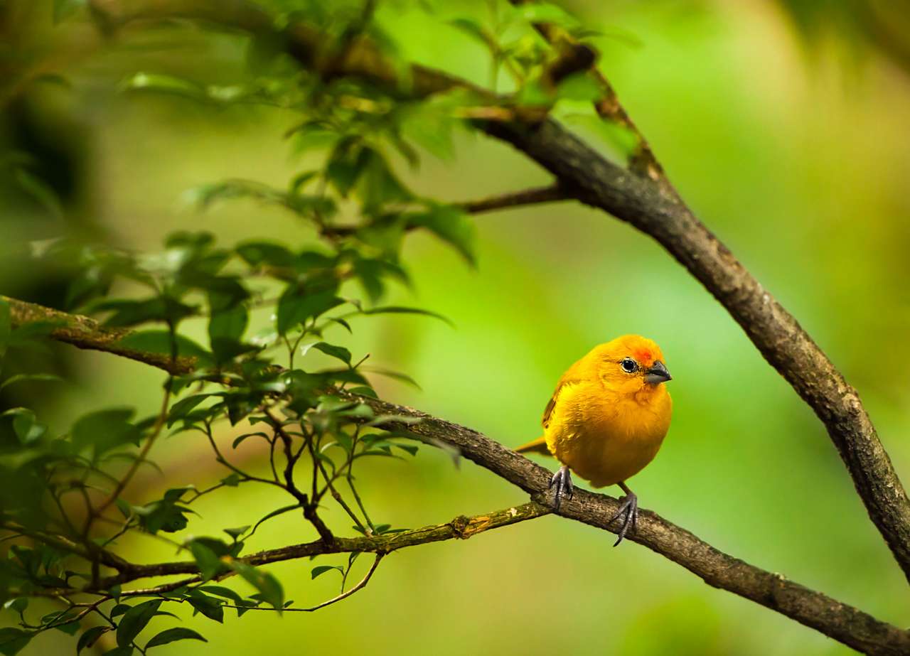 Yellow Bird puzzle online