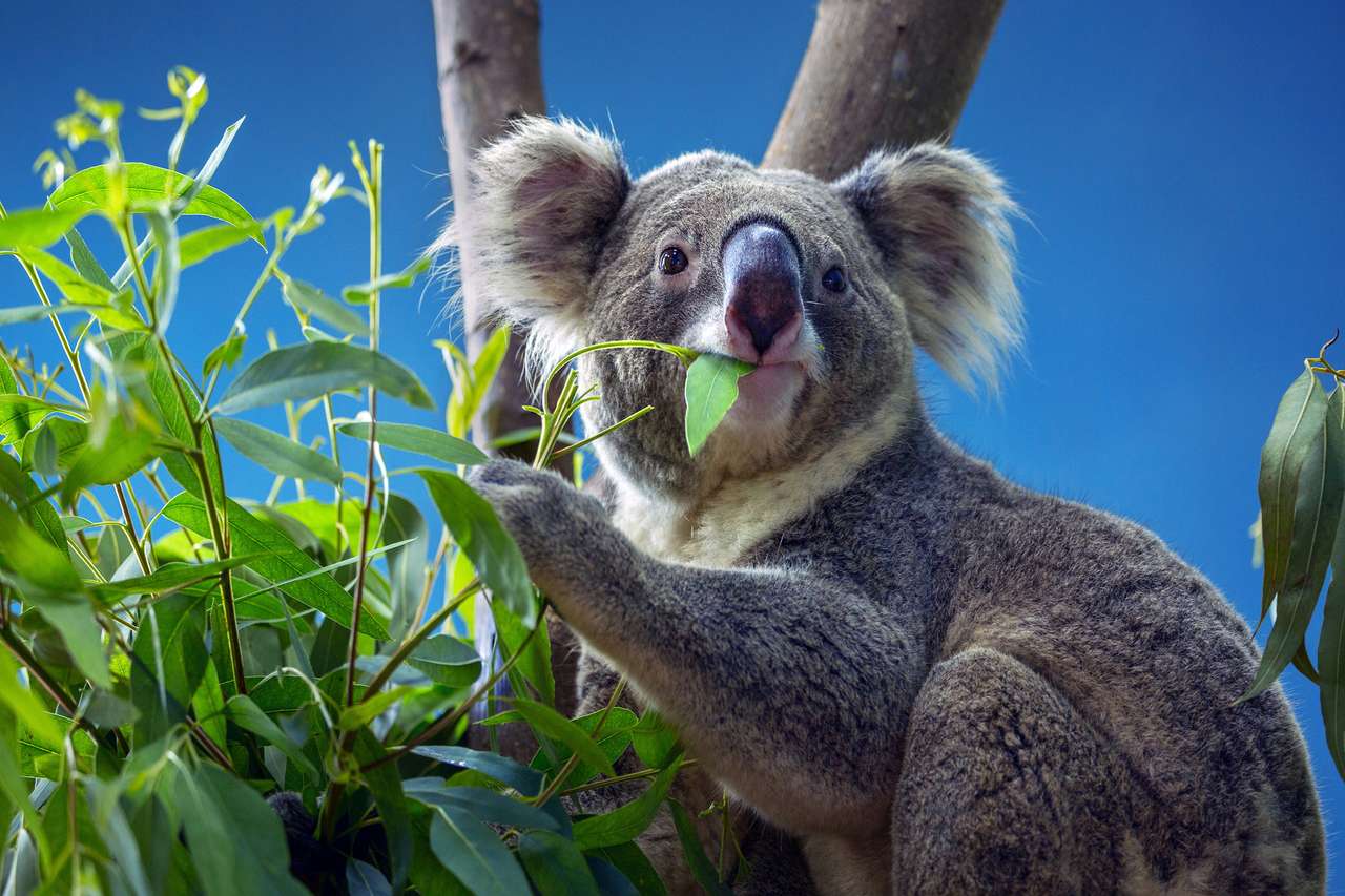 Koala jedząca liście eukaliptusa puzzle online