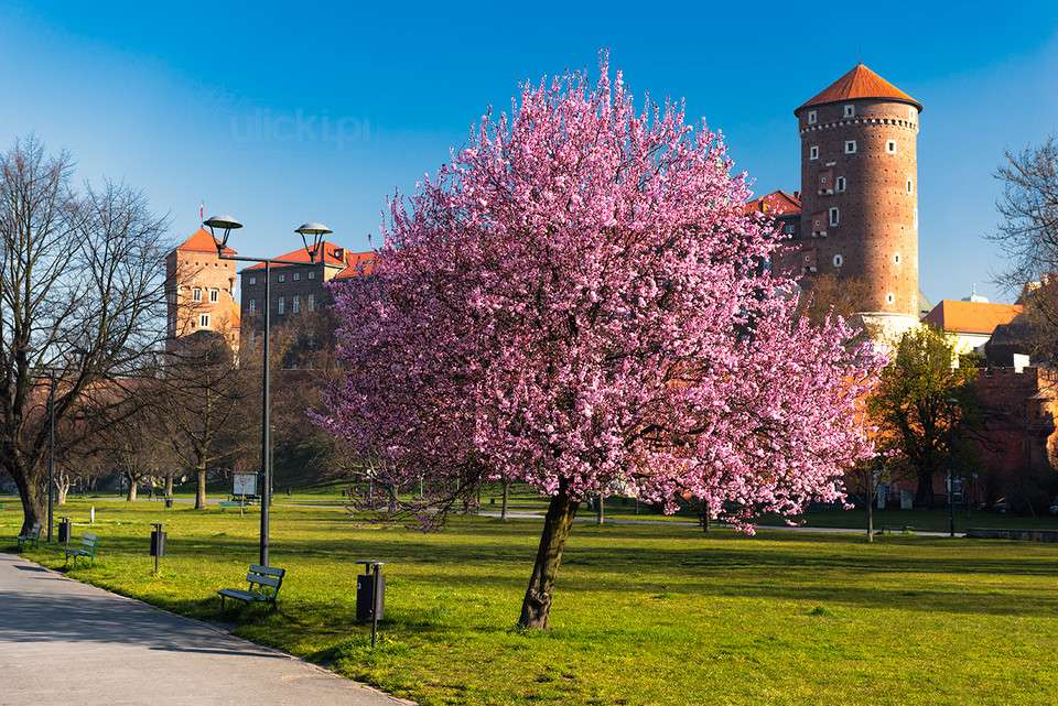 wiosna w krakowie puzzle online
