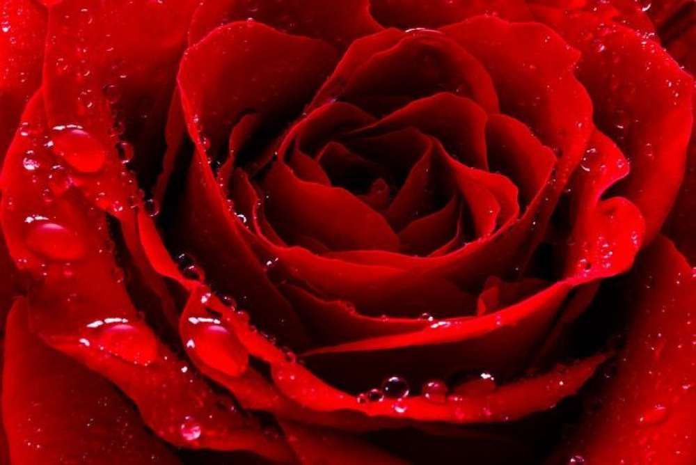 Czerwona róża z kroplami wody puzzle online