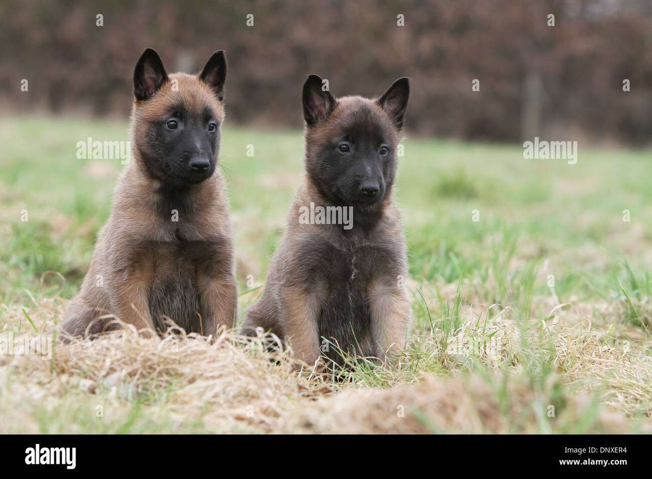 dwa identyczne psy puzzle online