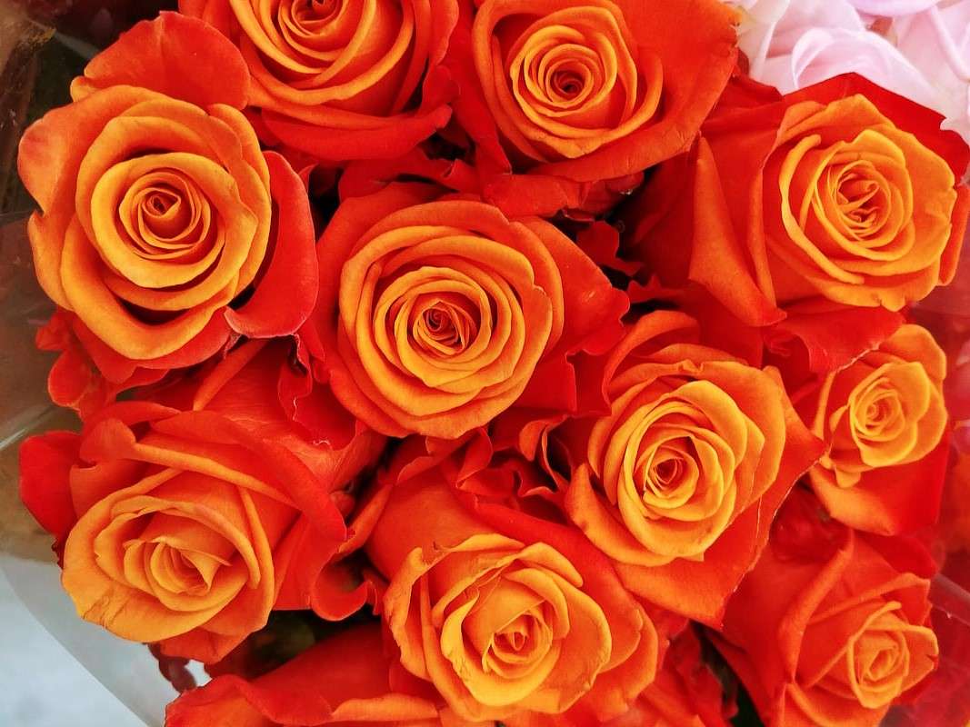 Pomarańczowe róże. puzzle online