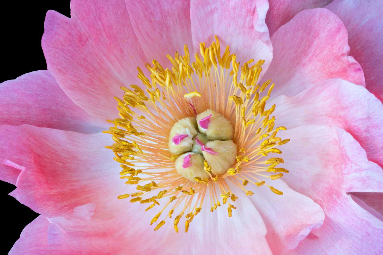 鮮やかなピンクホワイトの牡丹の花のハート ジグソーパズル
