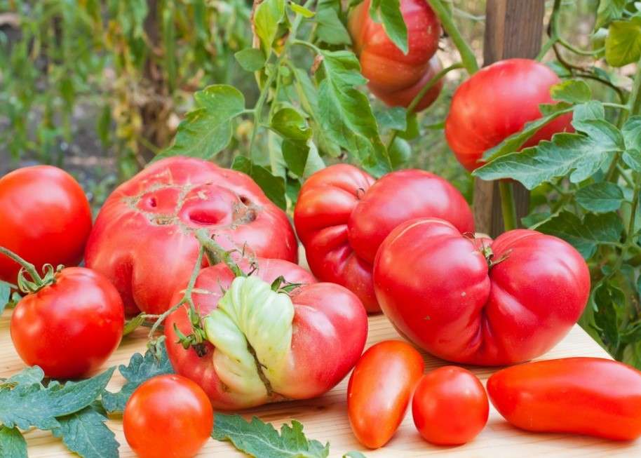 Pomidory ekologiczne puzzle online