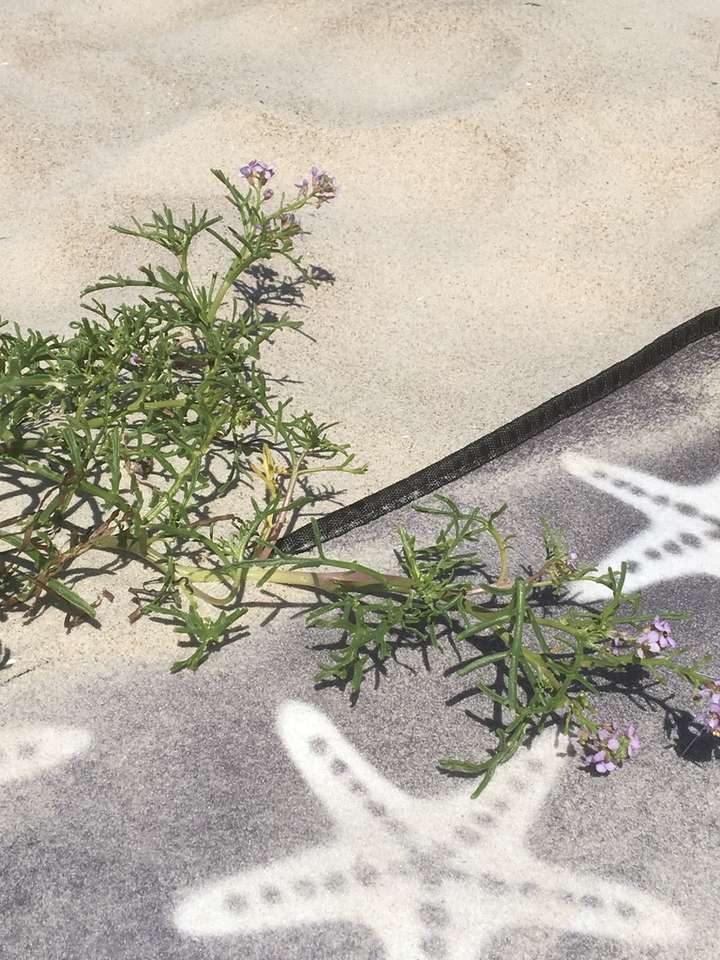 samotny kwiatek i wydma puzzle online