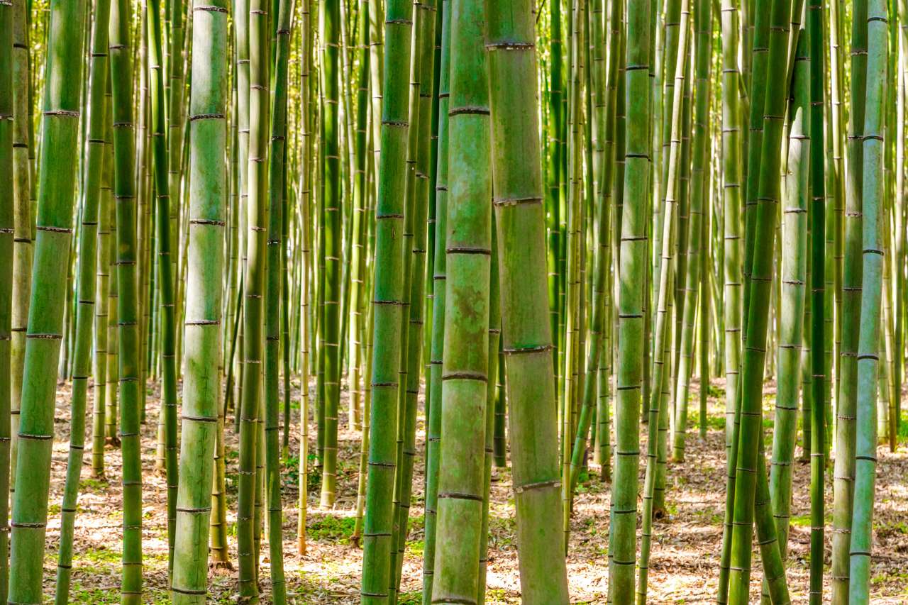 Las bambusowy w Japonii puzzle online