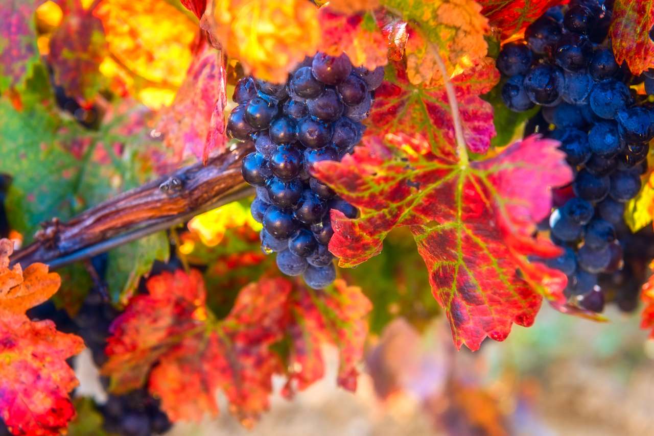Dojrzałe niebieskie winogrona z kolorowymi jesiennymi liśćmi puzzle online