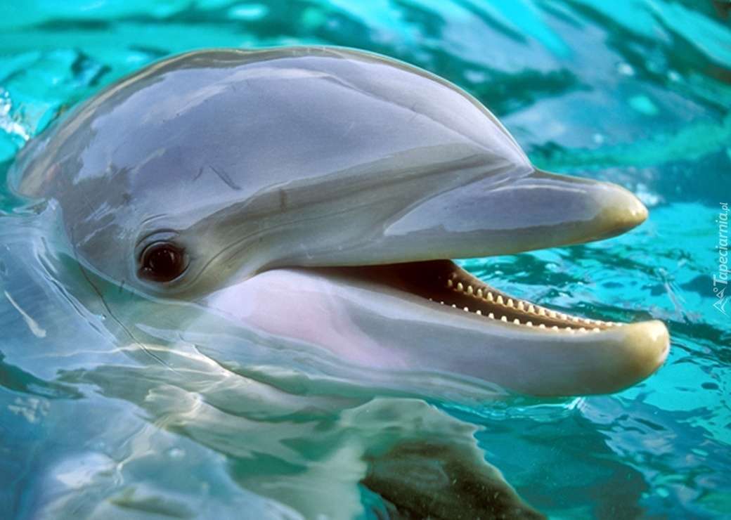 Delfin w Oceanarium puzzle online
