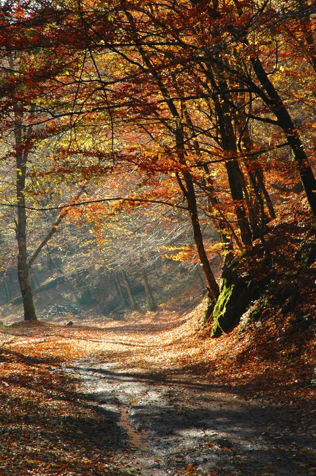 Kolory jesieni w lesie puzzle online