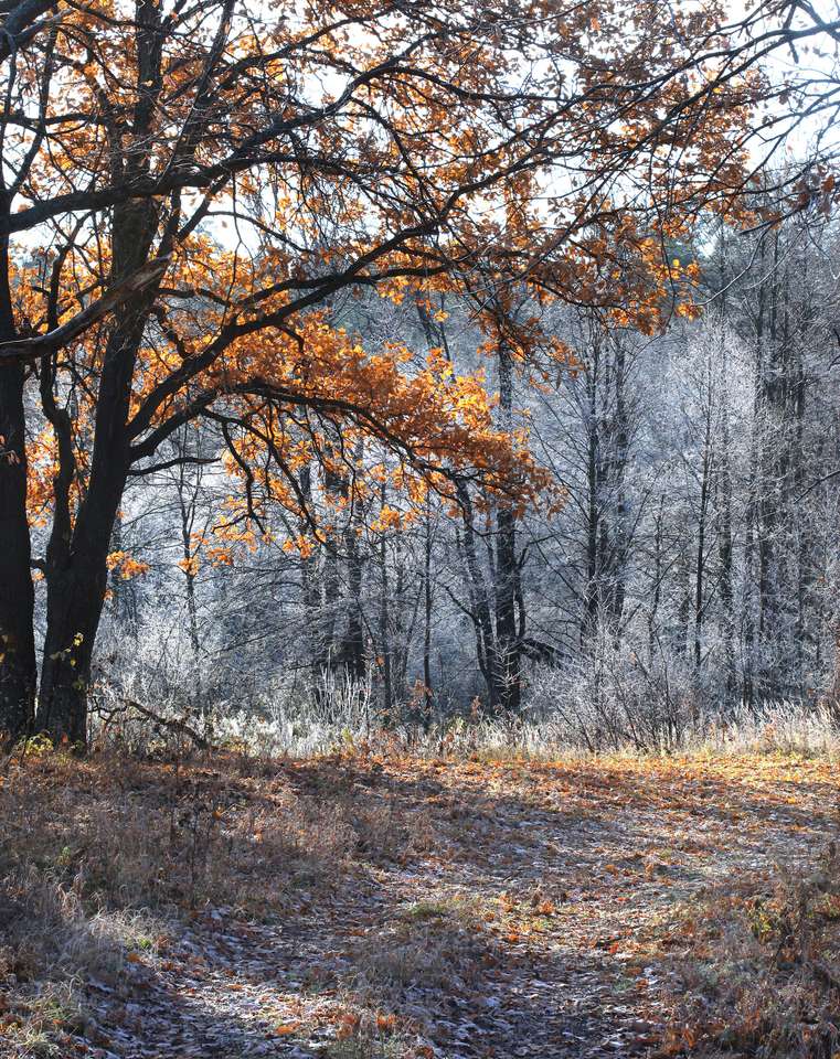 jesienny krajobraz leśna ścieżka puzzle online