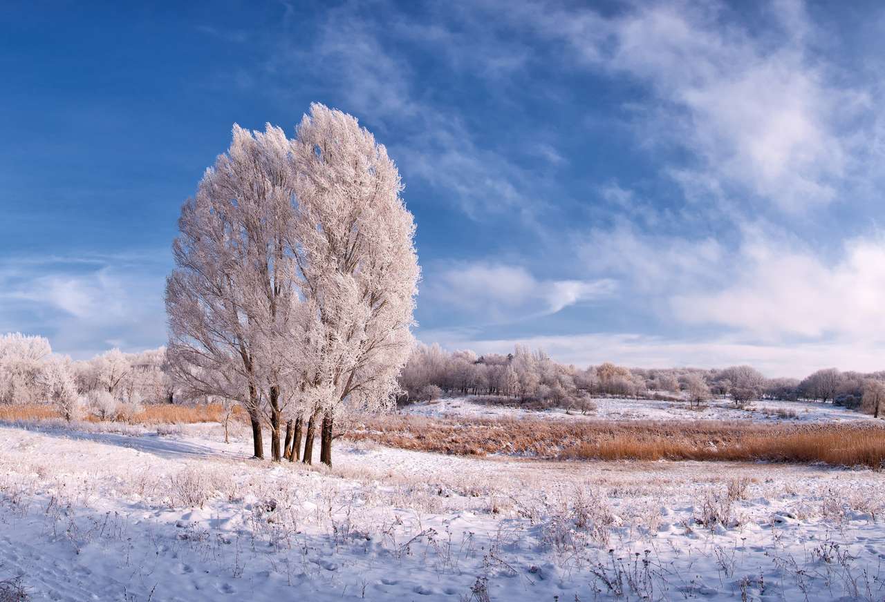 Zimowy krajobraz z zamarzniętym drzewem w polu puzzle online