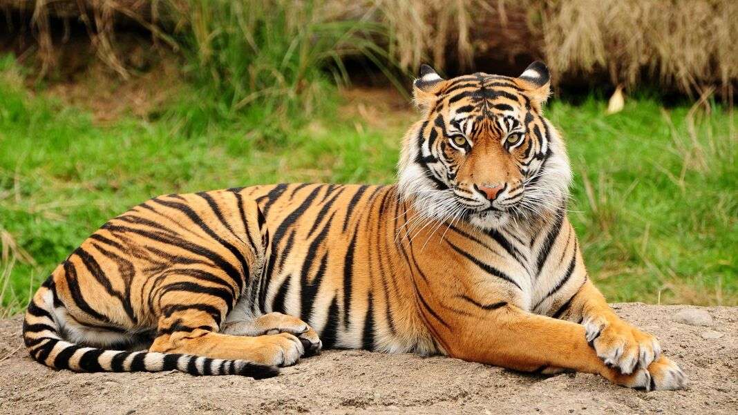 Piękny tygrys ze skrzyżowanymi rączkami puzzle online