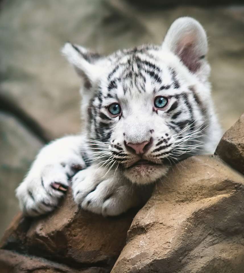 Biały tygrys odpoczywa puzzle online